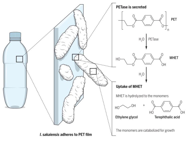 Il processo di digestione attuato dall'enzima naturale