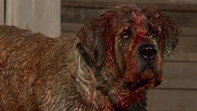 Cujo di Stephen King torna per un remake Cujo nel film originale