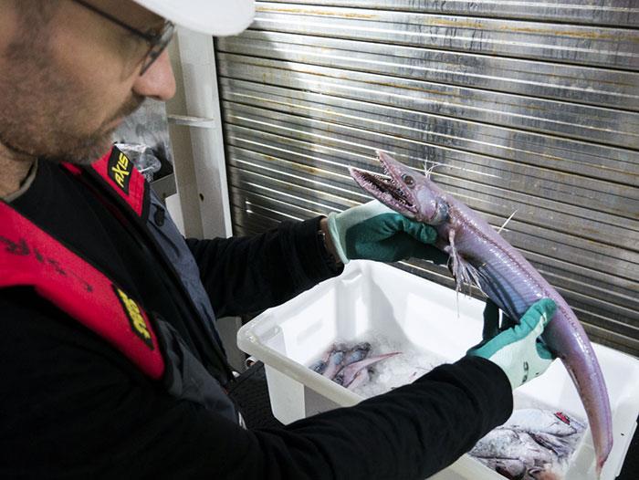 un'immagine del pesce lucertola