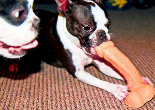Dog Toy or Sex Toy? La differenza è piccola