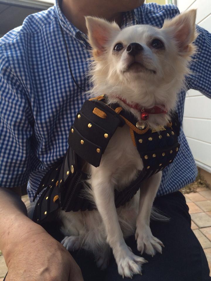 Un cane che indossa un costume tratto dalla tradizione giapponese.