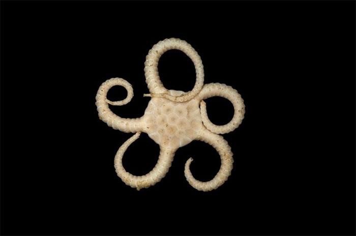Una stella marina fragile