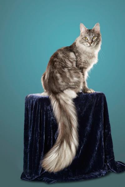 Il gatto con la coda più lunga del mondo