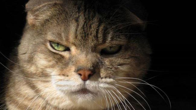 Giappone, gatto sospettato di tentato omicidio Un gatto sospetto