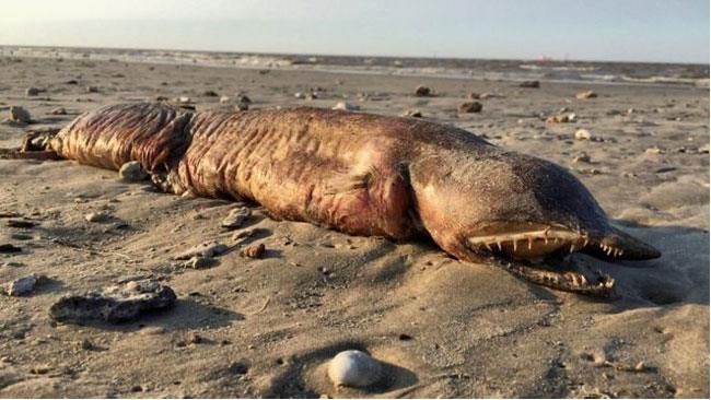 Misteriosa creatura zannuta trovata su una spiagga del Texas La misteriosa creatura da più angolazioni