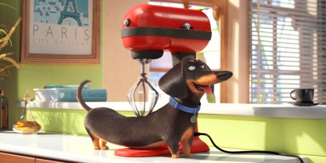 Pets, Vita da Animali frame da video