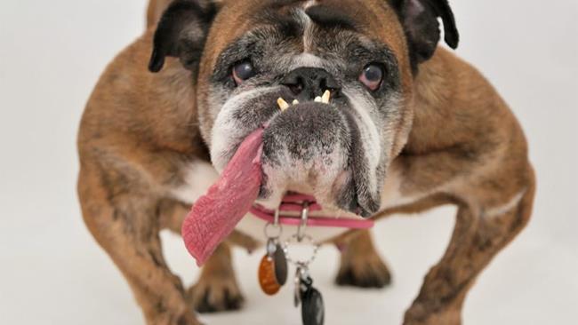 Un rivale di Zsa Zsa La foto di un altro cane