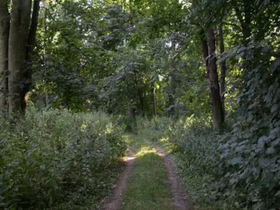 Il bosco dove si nascondeva Malcolm Applegate