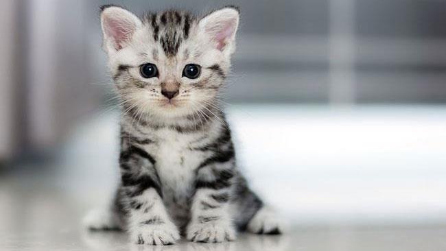 Un probabile concorrente? La foto di un gatto