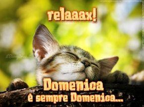 Un gattino che chiude gli occhi