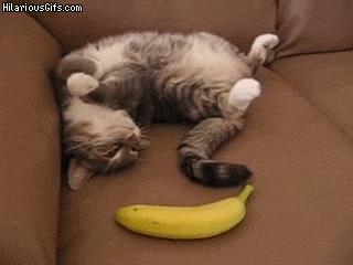 Un gatto affronta una banana