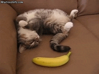 Un gatto affronta una banana
