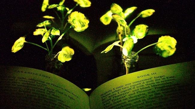 Le piante fosforescenti sostituiranno le lampade? Le piante che brillano al buio