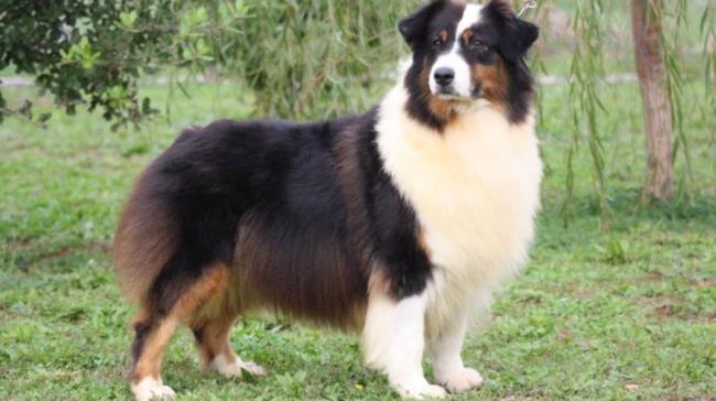 La pazienza del cane pastore australiano Oshie Il pastore australiano di nome Oshie e cosa non si fa per un biscotto