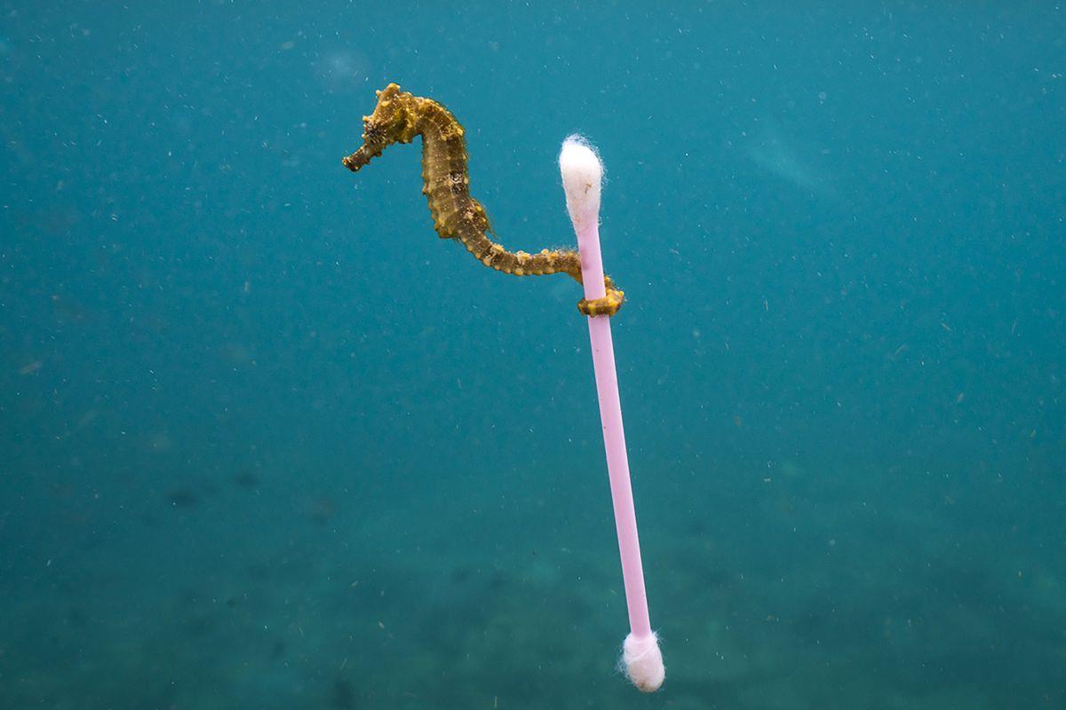 Un cavalluccio marino