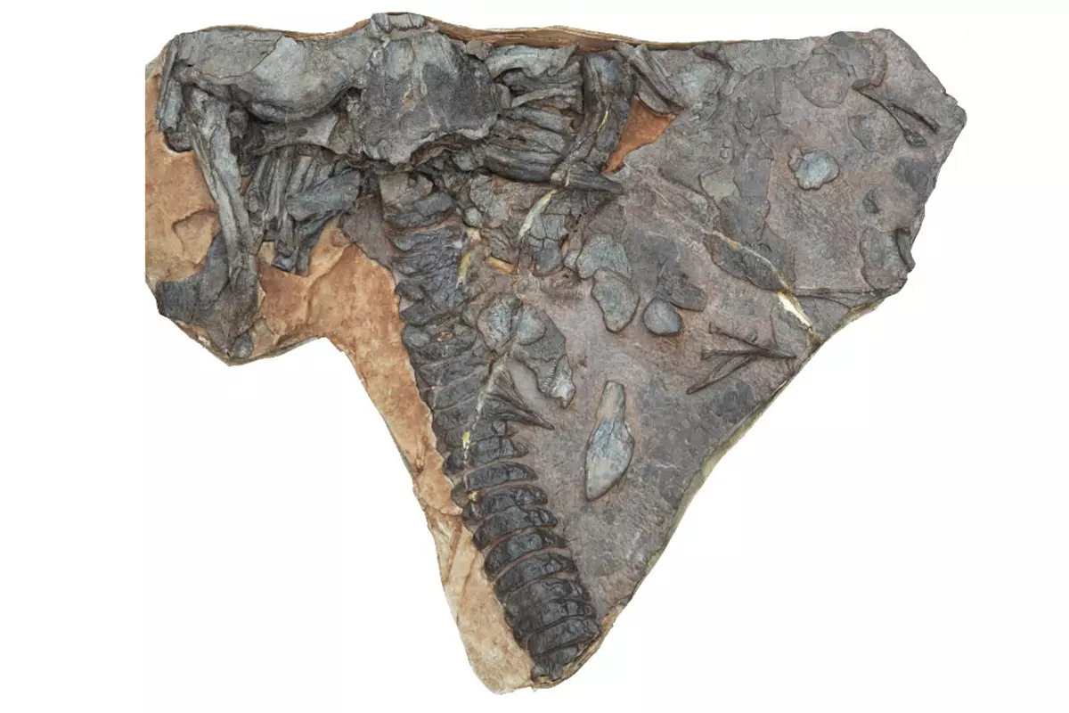 Il pesce fossile trovato in Cina