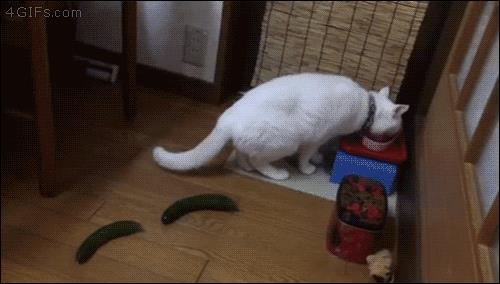 Gatto terrorizzato da due cetrioli ninja