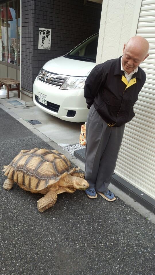 Una foto della tartaruga gigante e del signore giapponese