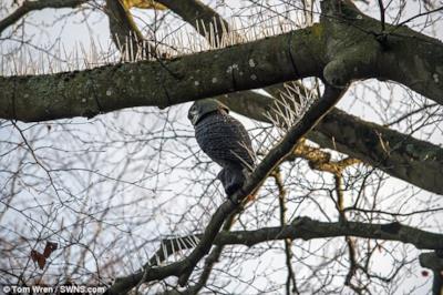 Un uccello su un albero
