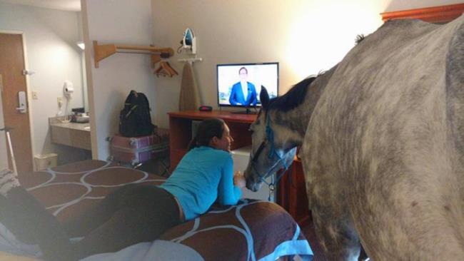 Ragazza alloggia col suo cavallo in hotel La ragazza e il suo cavallo guardano la TV