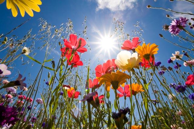Fiori in un campo