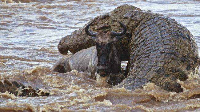 Gustave, il coccodrillo killer del Burundi che ha ucciso 300 uomini Un coccodrillo gigante in agguato