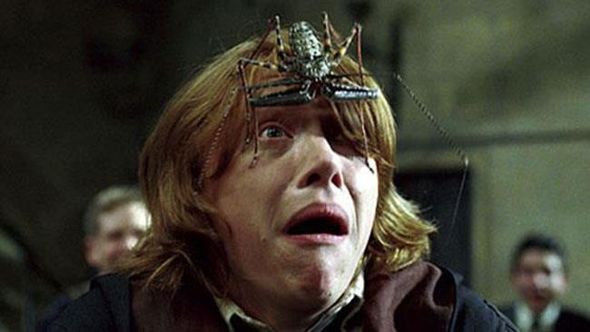 arachnophobia Ron Weasley aveva previsto tutto, i ragni ci stermineranno!