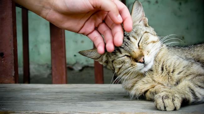 Un gatto che fa le fusa Un gatto accarezzato che fa le fusa