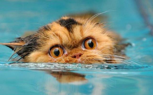 Un simpaticissimo gatto Un gatto che nuota