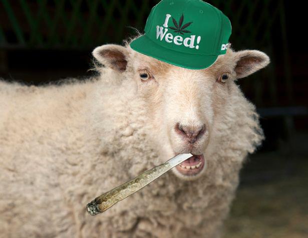 Una pecora con un cappello verde che fuma erba