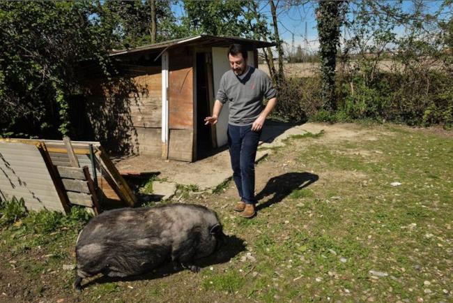 Salvini tenta di calmare il maiale che l'ha inseguito