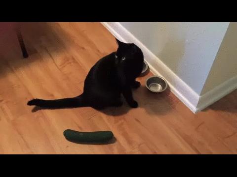 Un gatto nero è terrorizzato da un cetriolo