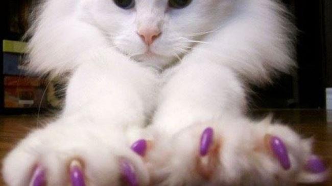 Il gatto con la stessa manicure della padrona Un tenero gatto colpito dalla moda della manicure per felini