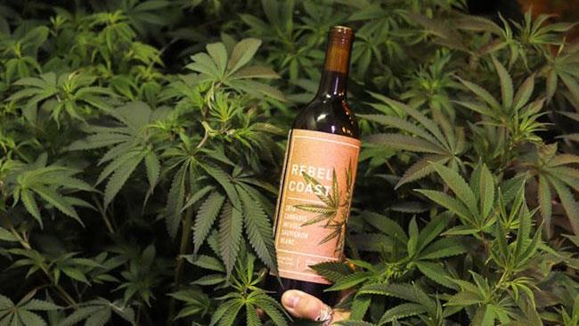 Il vino con infuso di erba che ti sballa invece di ubriacarti Il vino infuso di erba