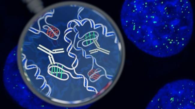 Ricercatori australiani scoprono nuova forma del DNA: gli i-motif Il DNA che forma gli i-motif