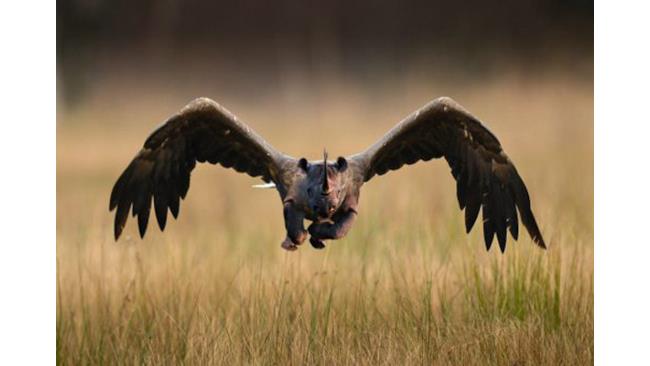 Rinoceronte e aquila in un corpo solo