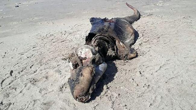 È probabilmente quello di un cetaceo il corpo ritrovato in Galles Il ritrovamento a Rhossili Beach