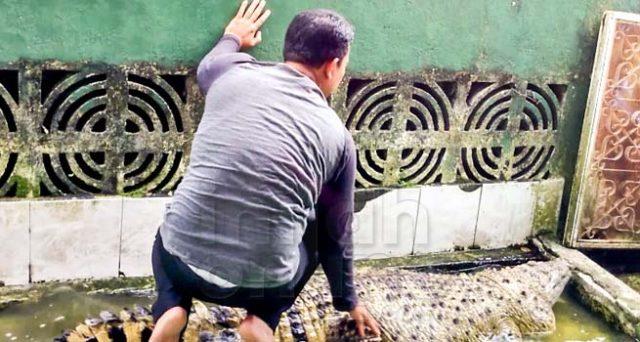 Il signore indonesiano che accarezza il suo coccodrillo domestico