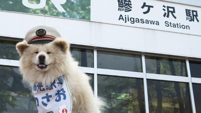 Wasao è il cane capostazione che dà il benvenuto ai turisti in arrivo ad Ajigasawa Wasao in abiti formali