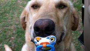 I doni più strambi degli animali ai loro padroni