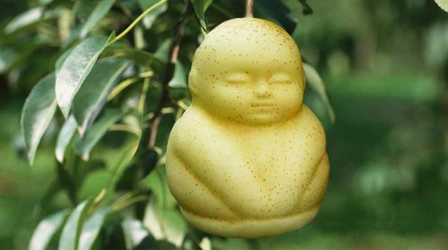 La pera a forma di bambino in Cina Pera a forma di bambino prodotta in Cina