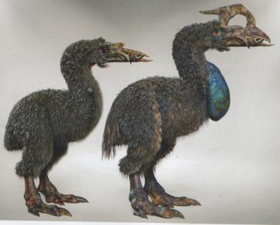 La specie Necropteryx