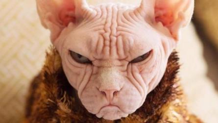 Il Gatto Più Incazzato Di Instagram è Uguale A Beerus Di Dragon Ball