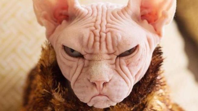 Loki, il gatto più incazzato di Instagram Una foto del gatto Loki