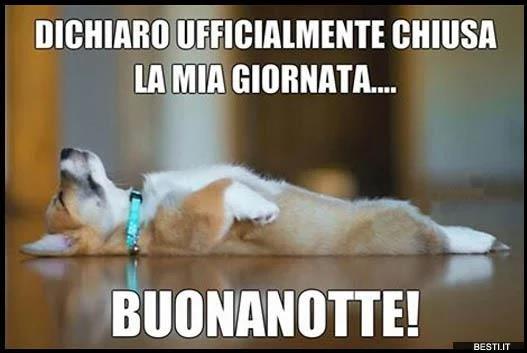 Un cagnolino addormentato