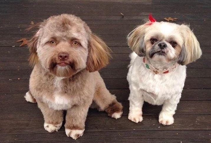 Yogi e sua sorella