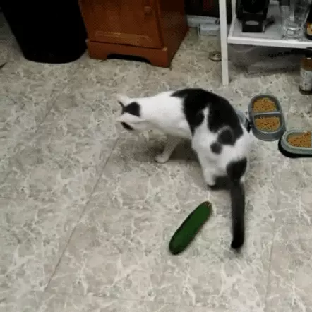 Un cetriolo fa paura a un gatto
