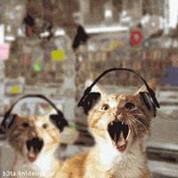 GIF di gatti che ascoltano la musica