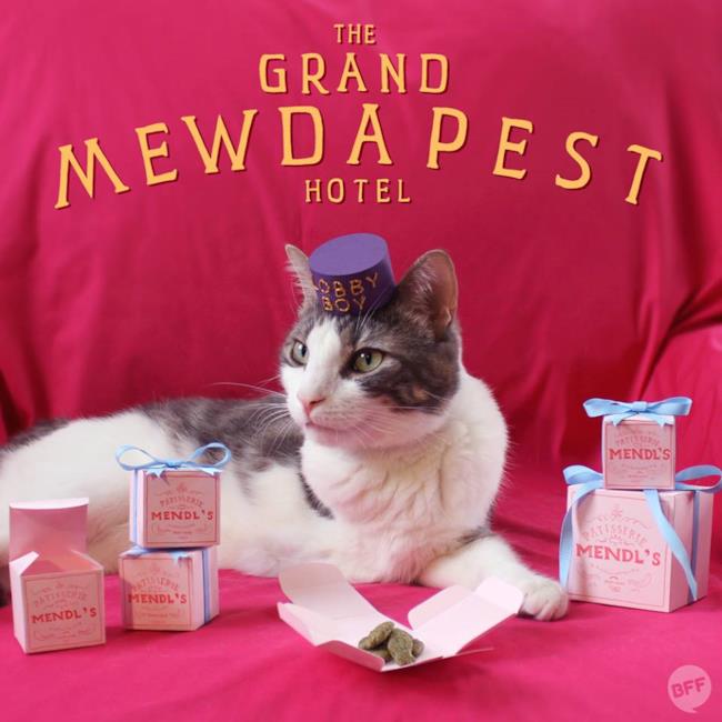 Grand Budapest hotel poster con gatto