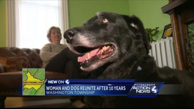 abby Abby, il labrador che è tornato a casa dopo 10 anni